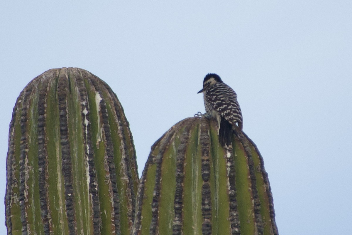 Ladder-backed Woodpecker - ML537208231