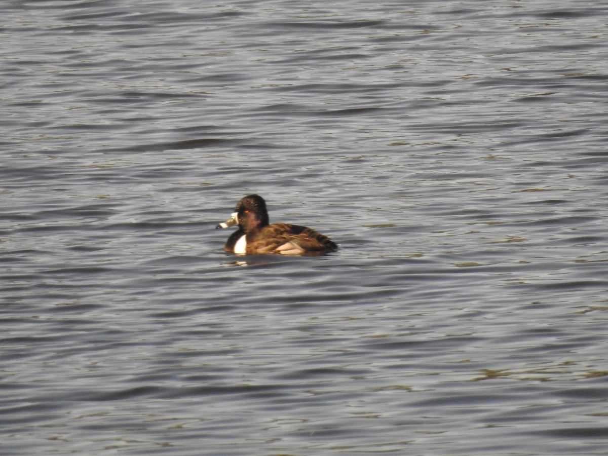 Ring-necked Duck - ML537209211