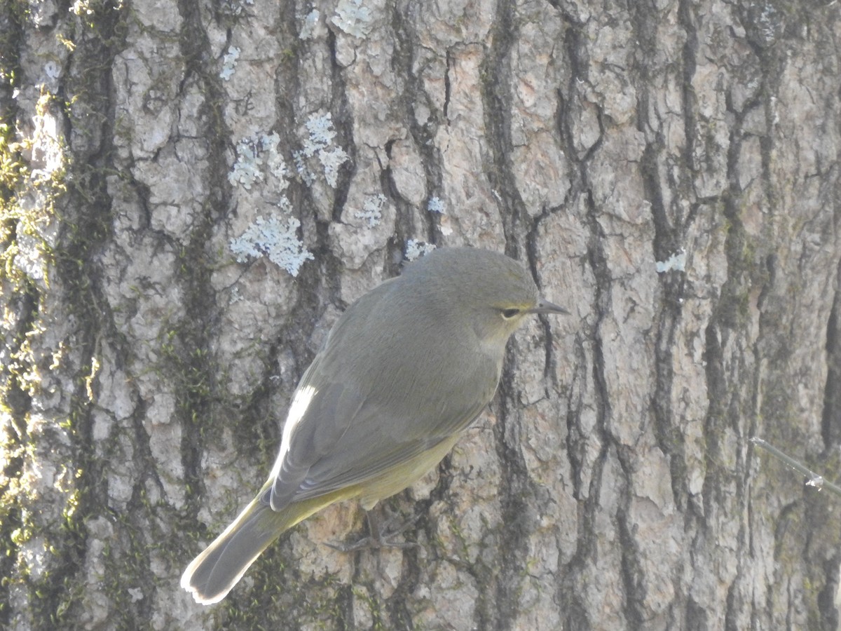 Orange-crowned Warbler - ML537210341