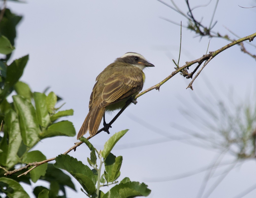 Social Flycatcher - jeffrey bearce