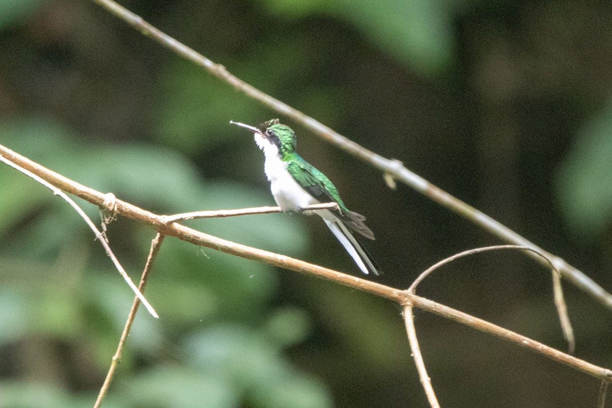 Purple-crowned Fairy - ML537212651