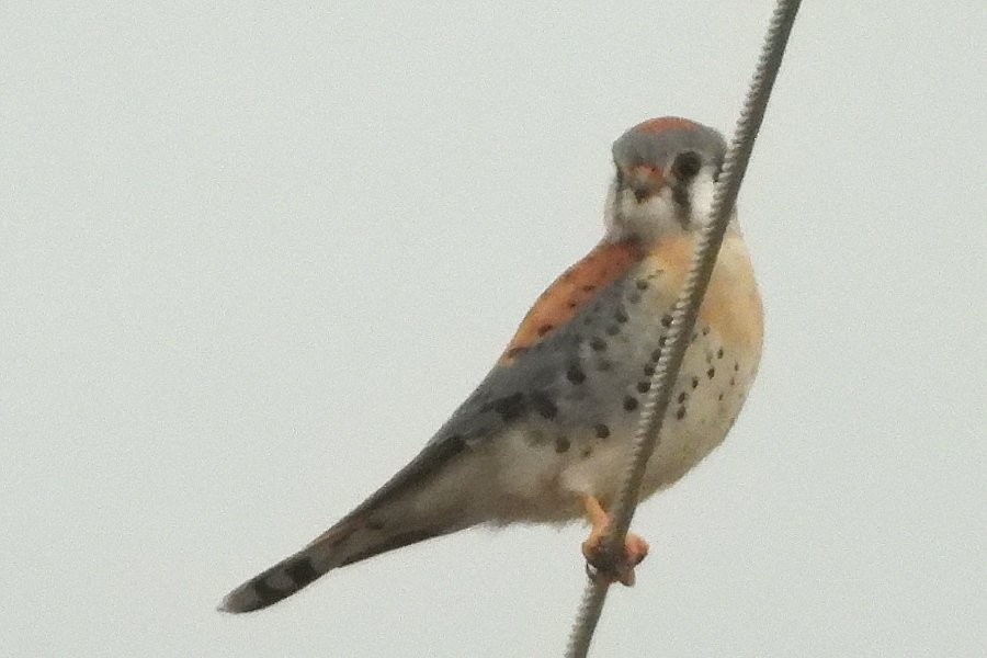 American Kestrel - ML537213291