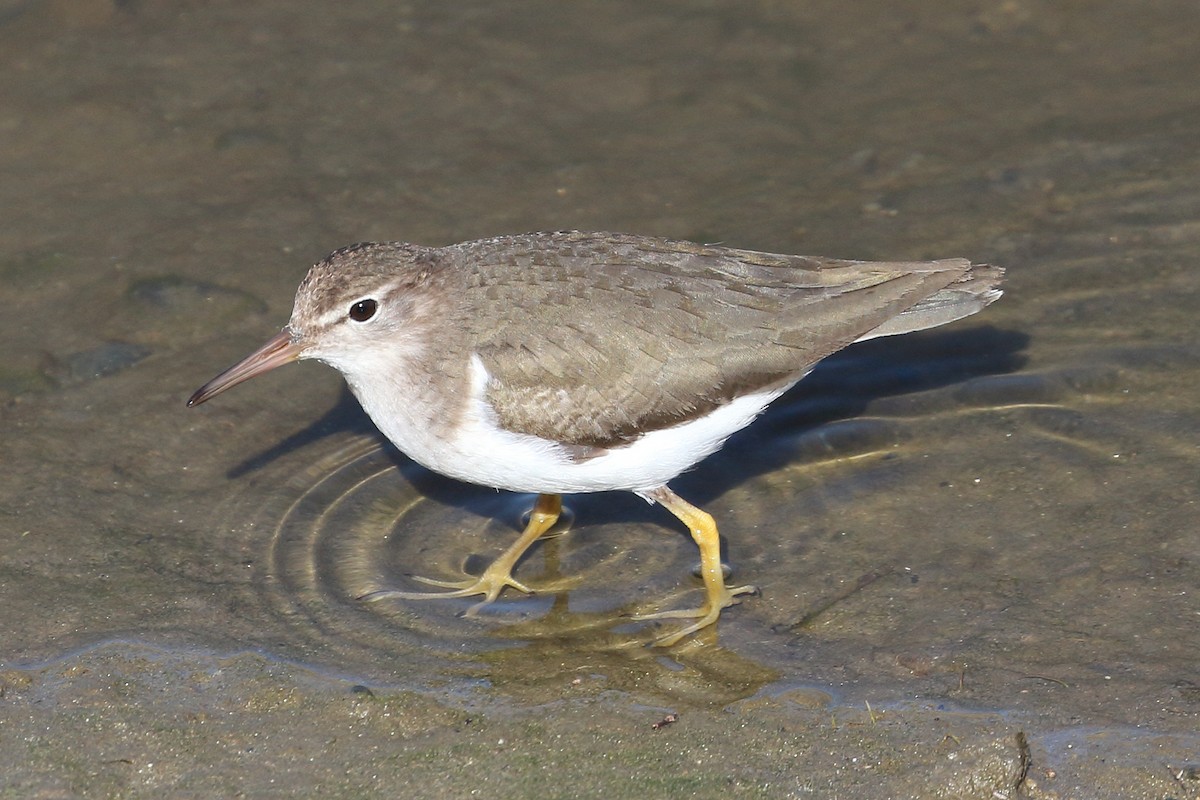 Spotted Sandpiper - ML537213431