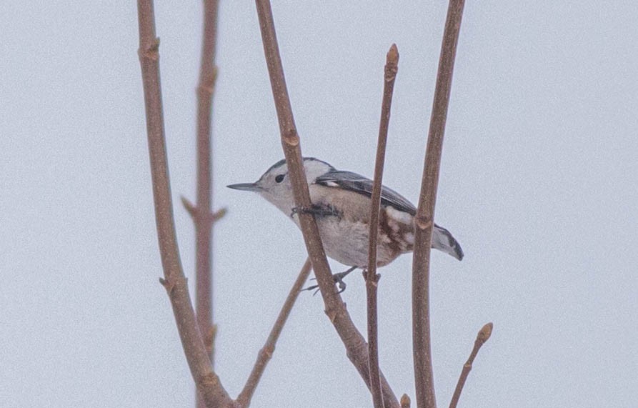 White-breasted Nuthatch - ML537214111