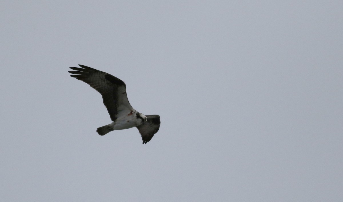 Águila Pescadora (carolinensis) - ML53721451