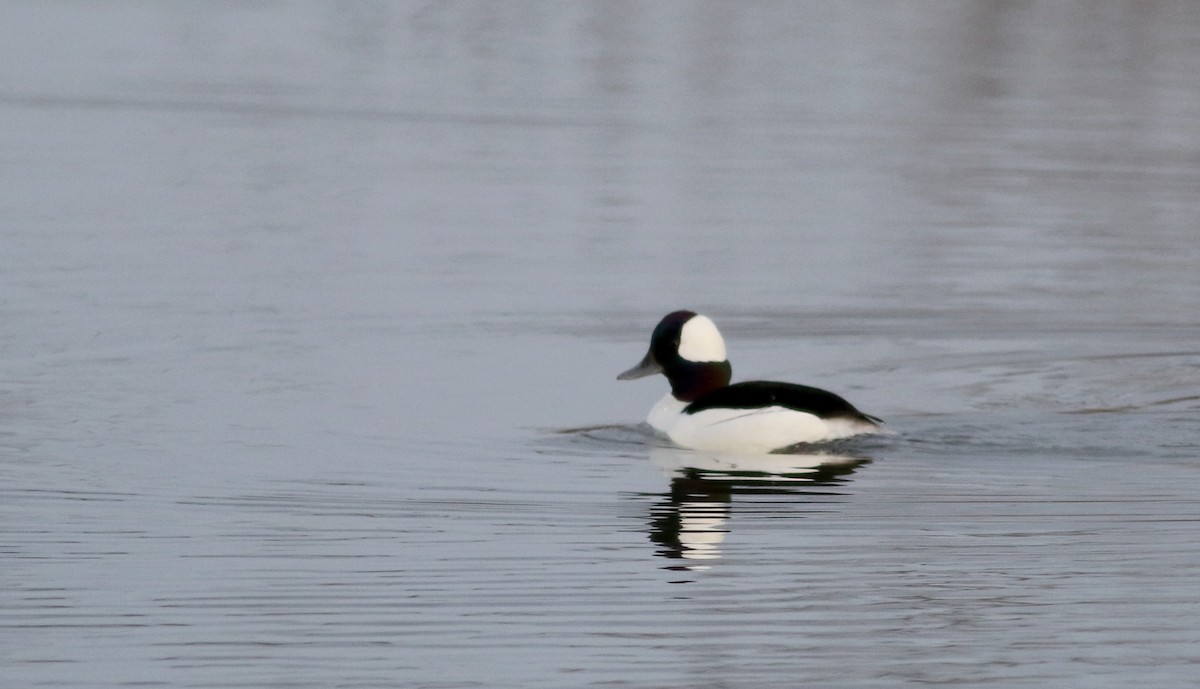 bøffeland - ML53721641