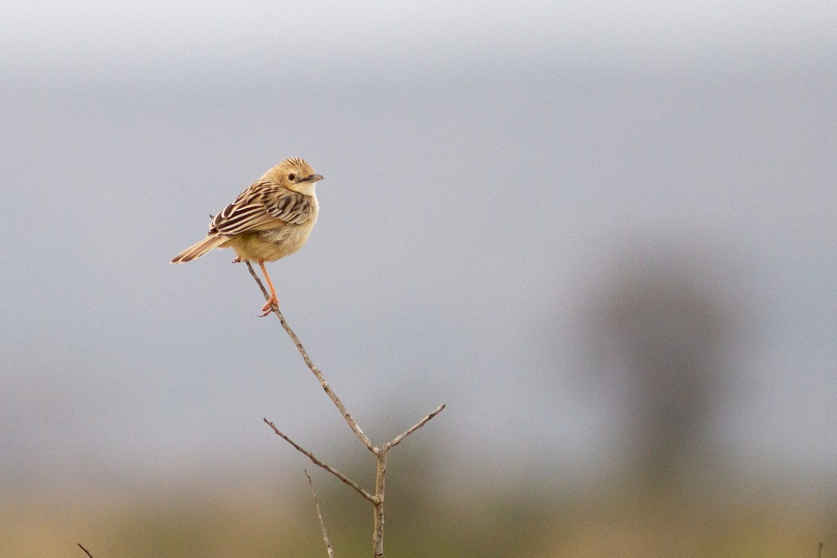 Croaking Cisticola - ML537216461