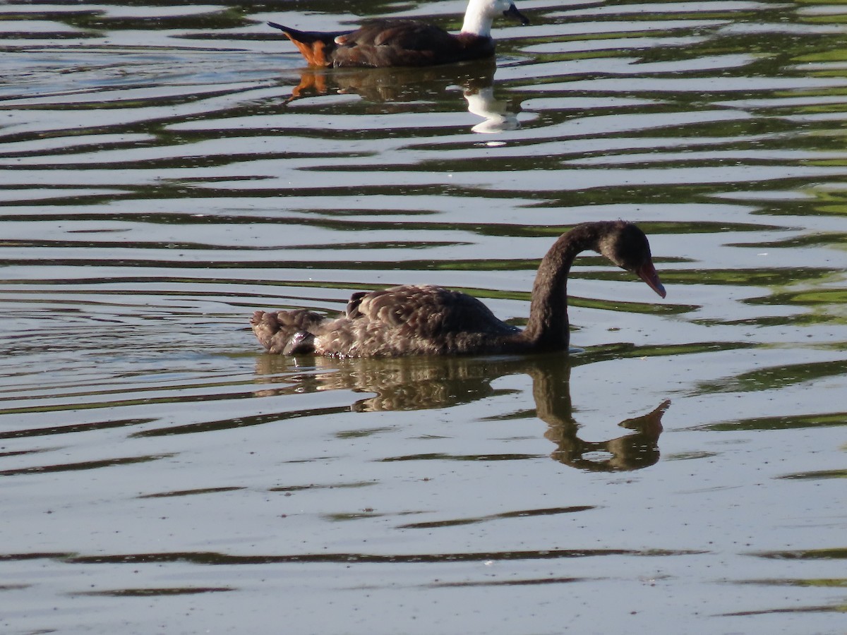 Cisne Negro - ML537216781