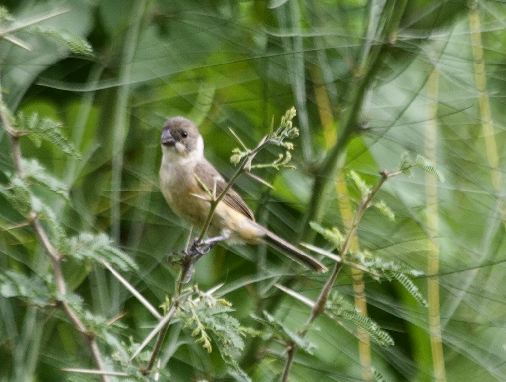 Cinnamon-rumped Seedeater - ML537217491