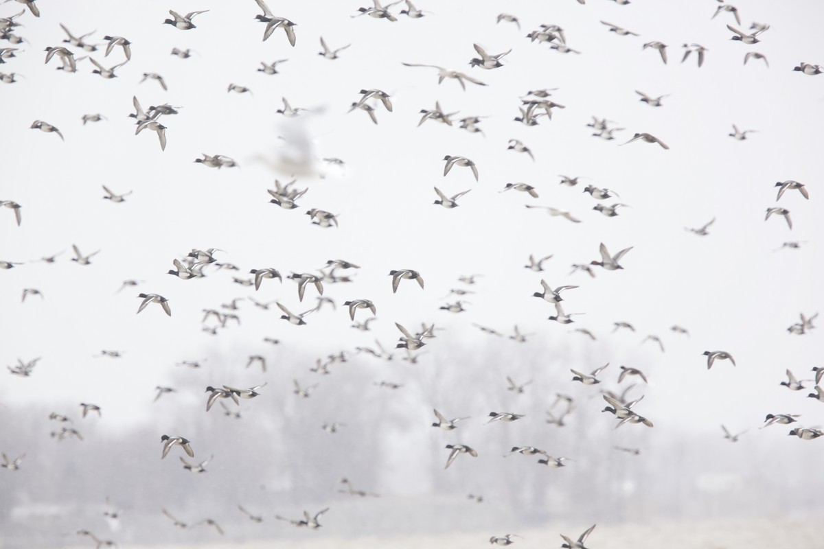 Lesser Scaup - ML537217771