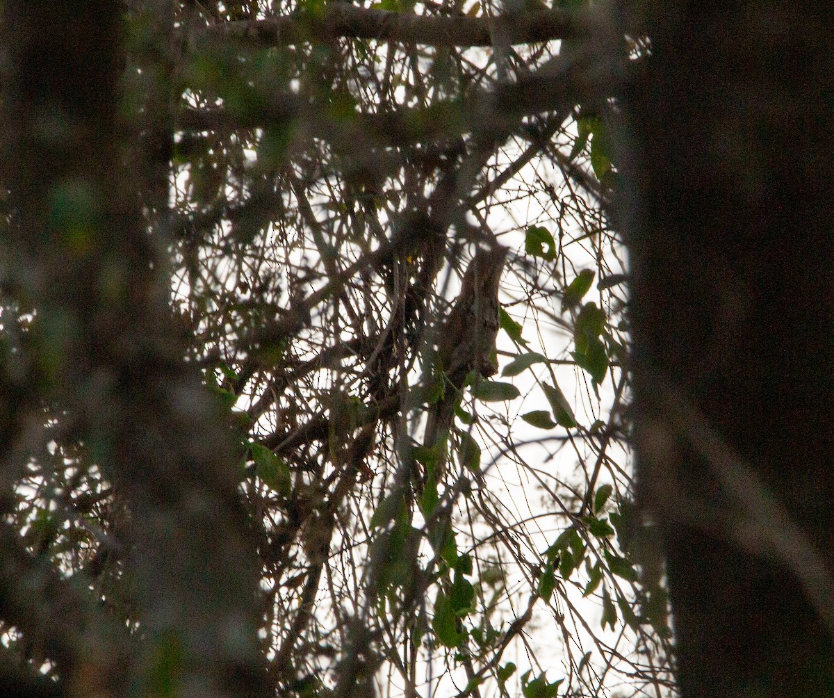 Northern Potoo - Jason Elwart