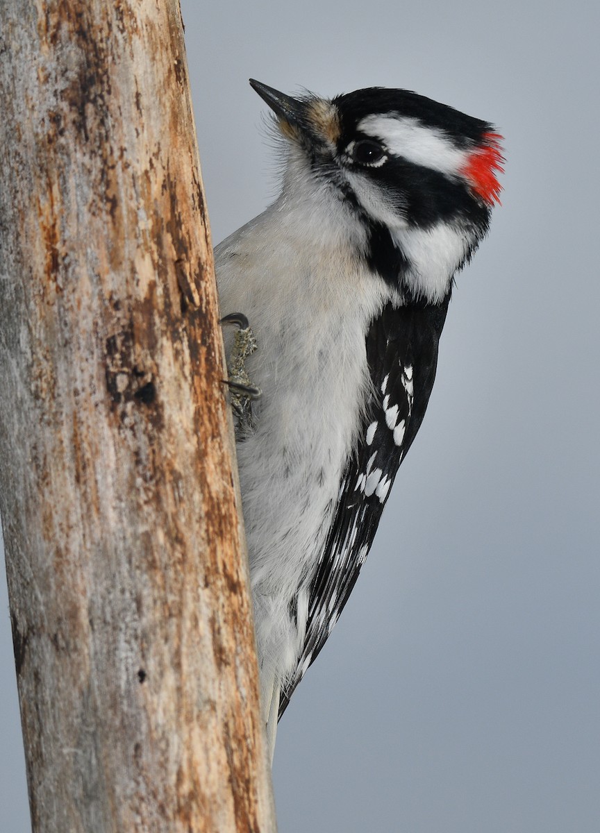 Downy Woodpecker - ML537218801