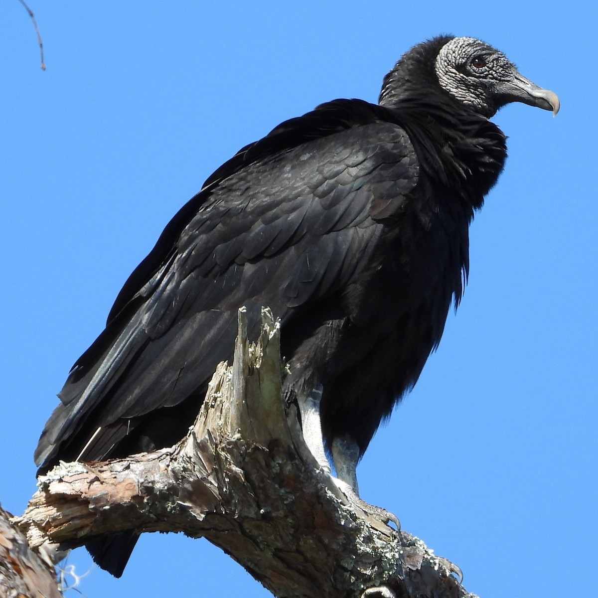 Black Vulture - ML537219001