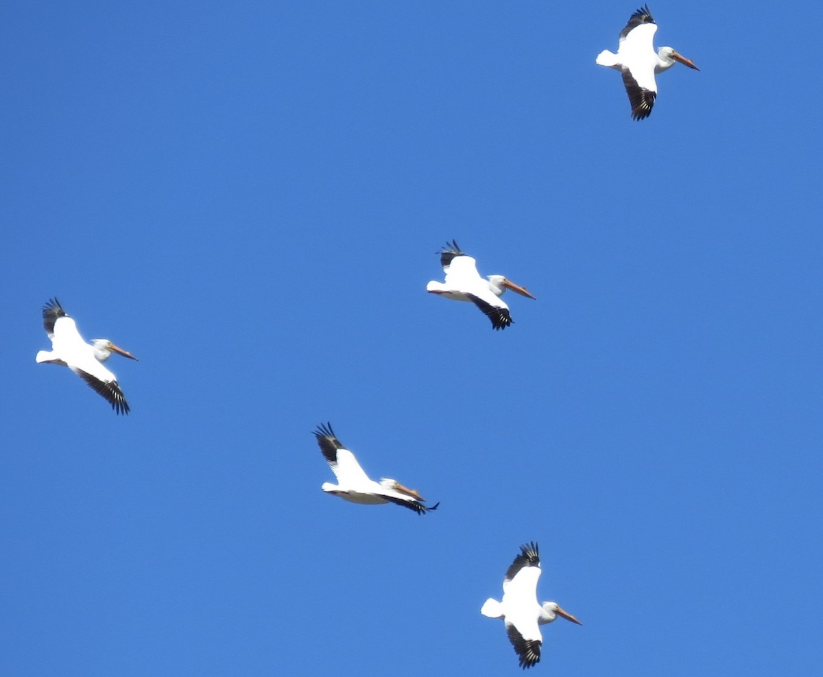 American White Pelican - ML53722011