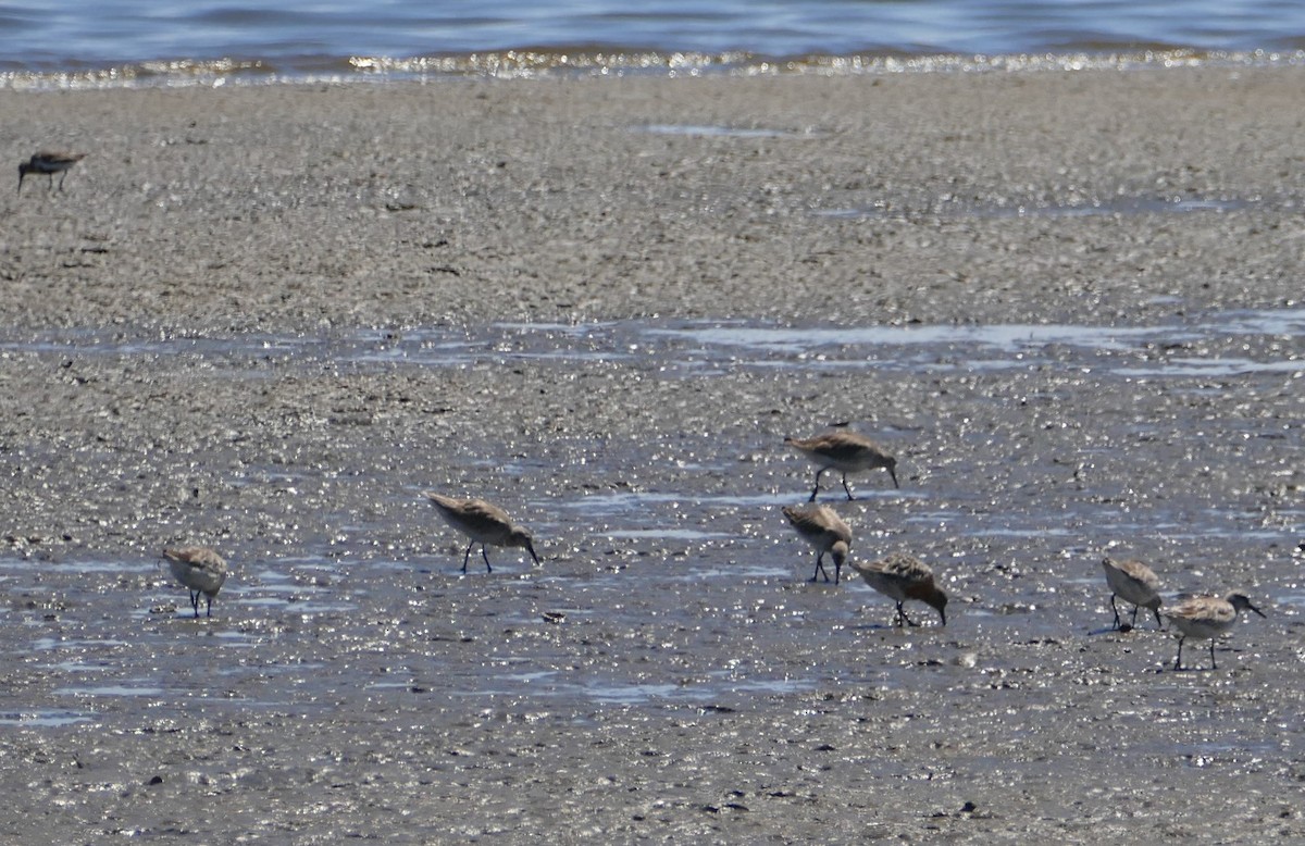 Red Knot - ML53722171