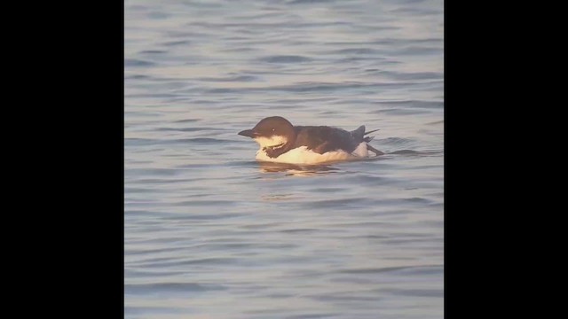 Guillemot de Brünnich - ML537223391