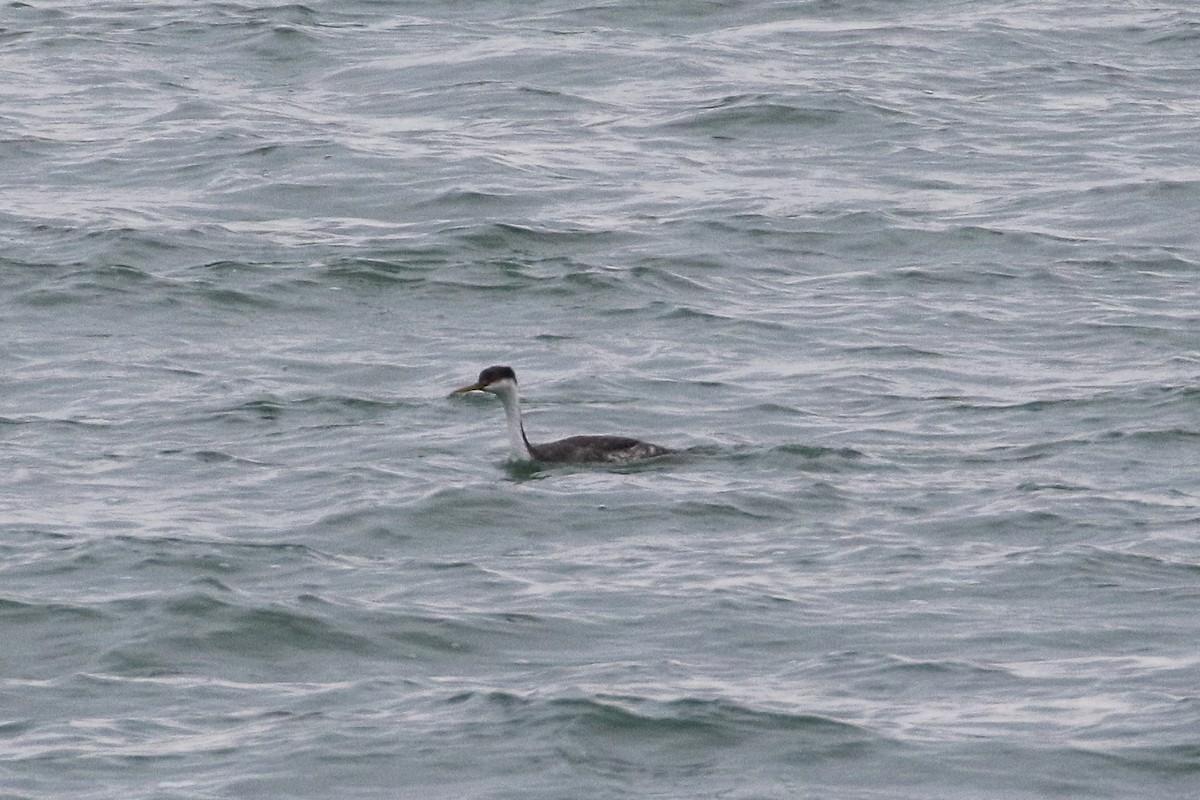 Western Grebe - ML537224561