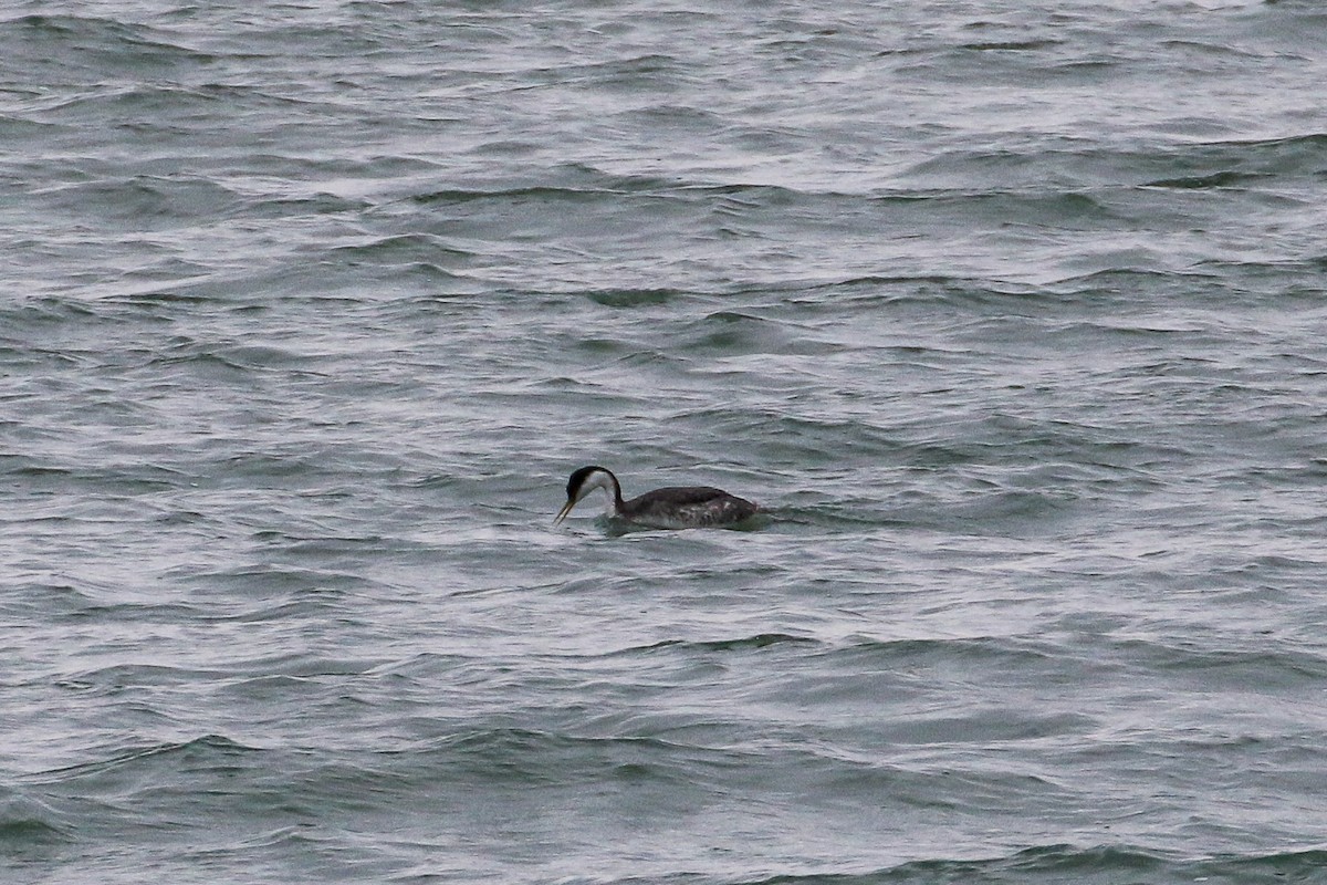 Western Grebe - ML537224601