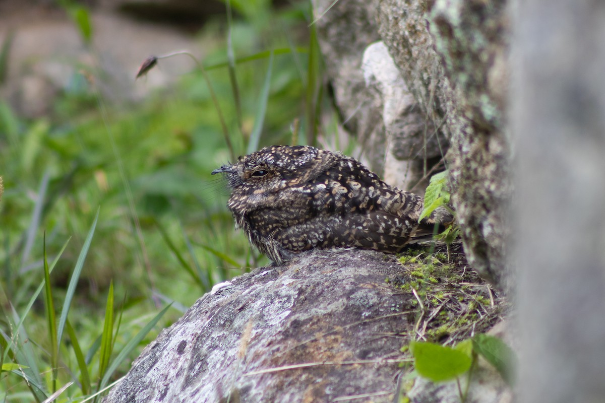 Band-winged Nightjar - ML537226041
