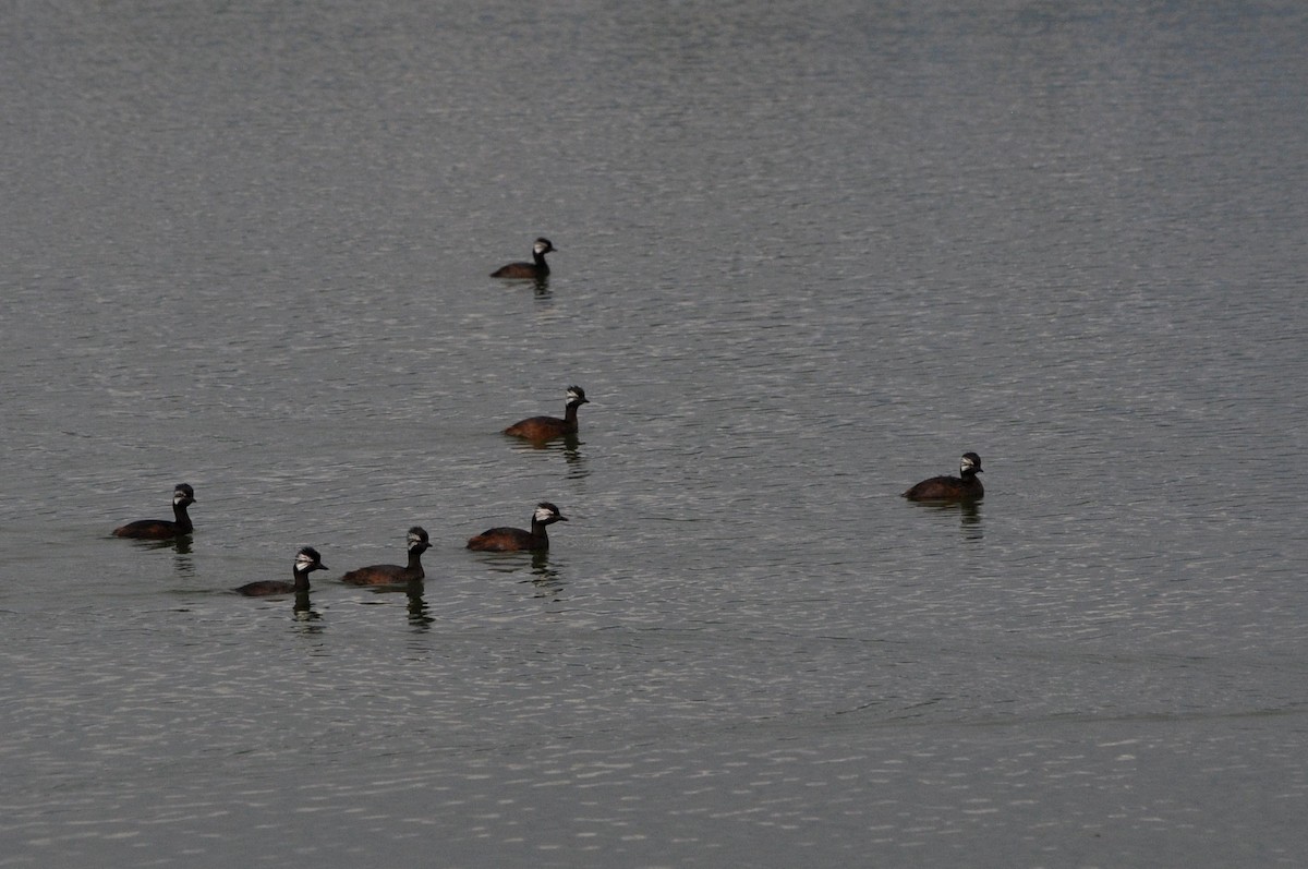 White-tufted Grebe - ML537226661