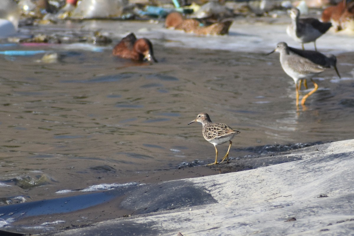 Pectoral Sandpiper - Giannira Alvarez Alfaro