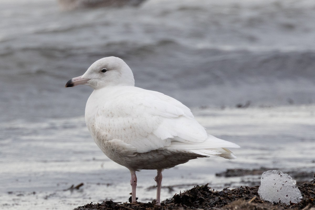 Glaucous Gull - Rob  Sielaff