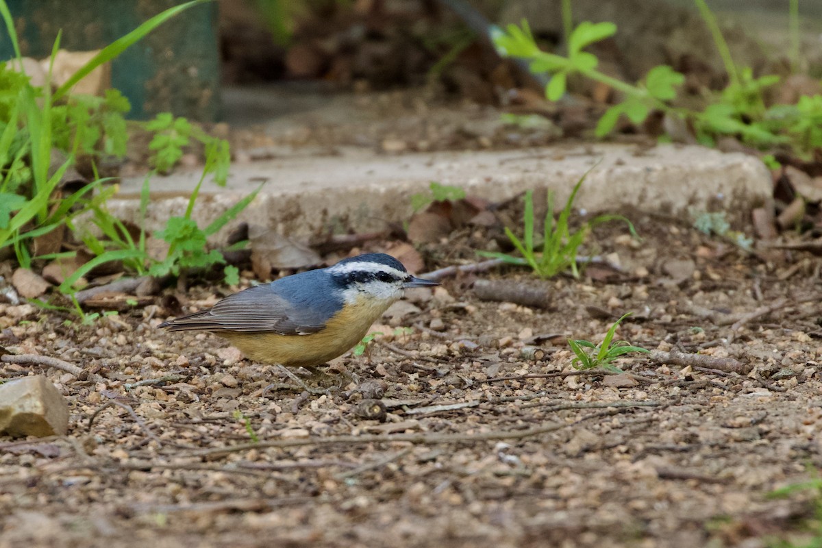 Red-breasted Nuthatch - ML537230091