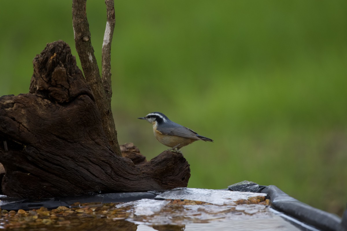 Red-breasted Nuthatch - ML537230251