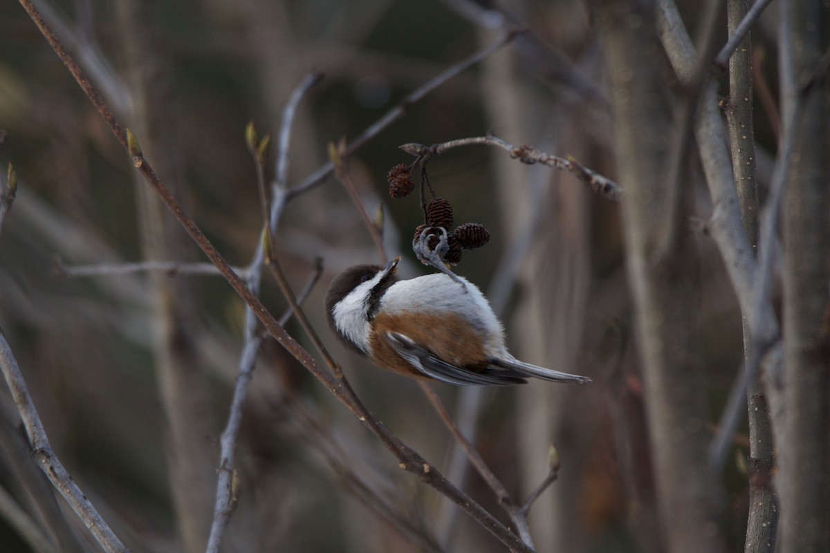 Chestnut-backed Chickadee - ML537230341