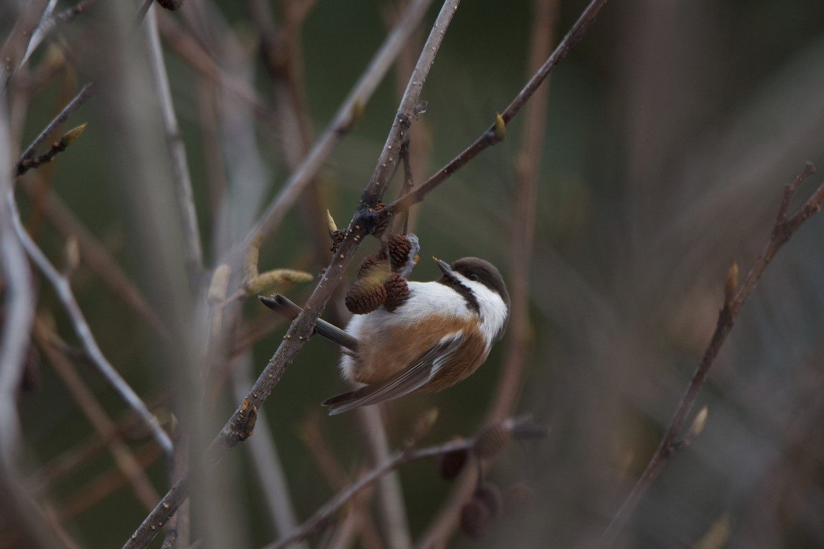 Chestnut-backed Chickadee - ML537230511