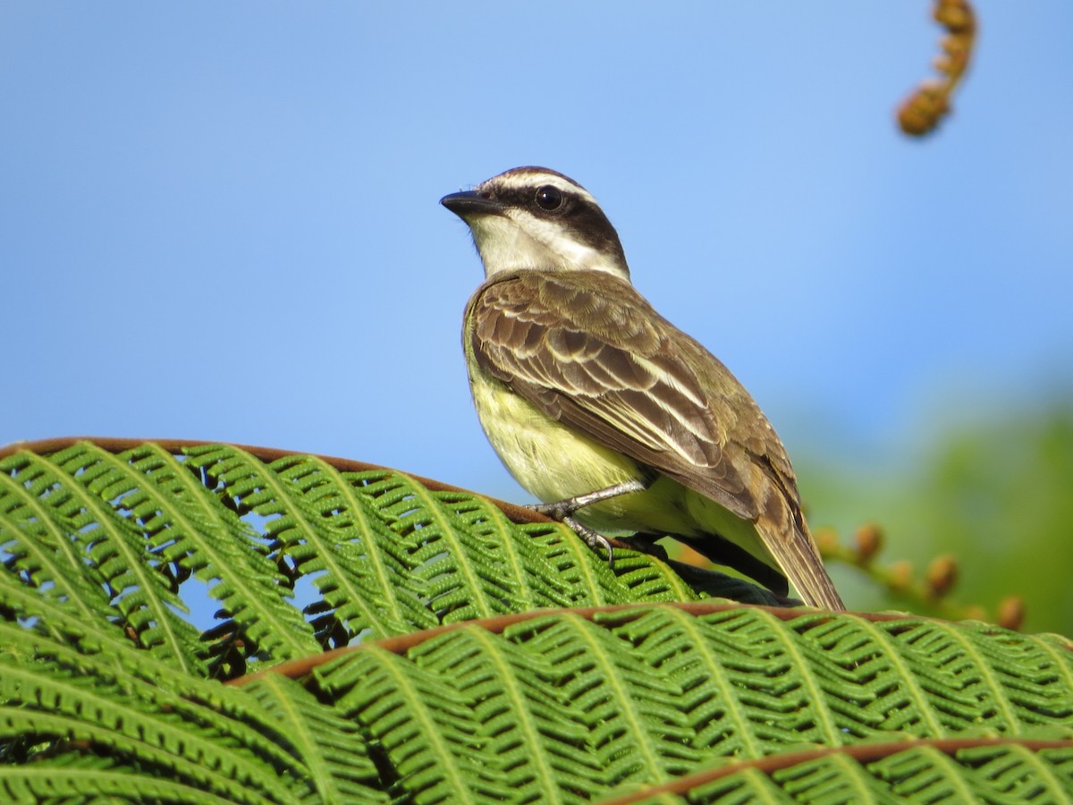 Piratic Flycatcher - Mark Goodwin