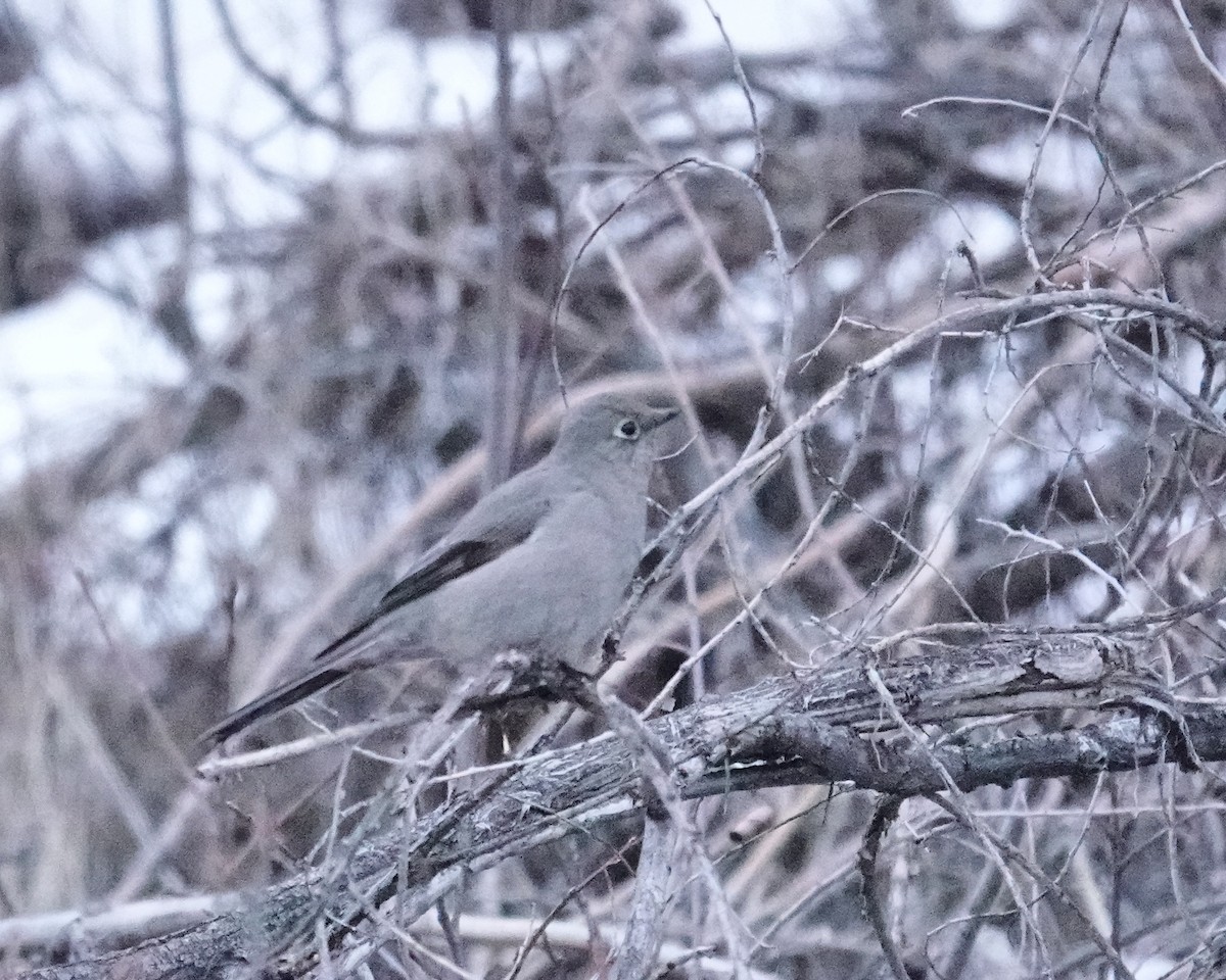 Townsend's Solitaire - ML537232061