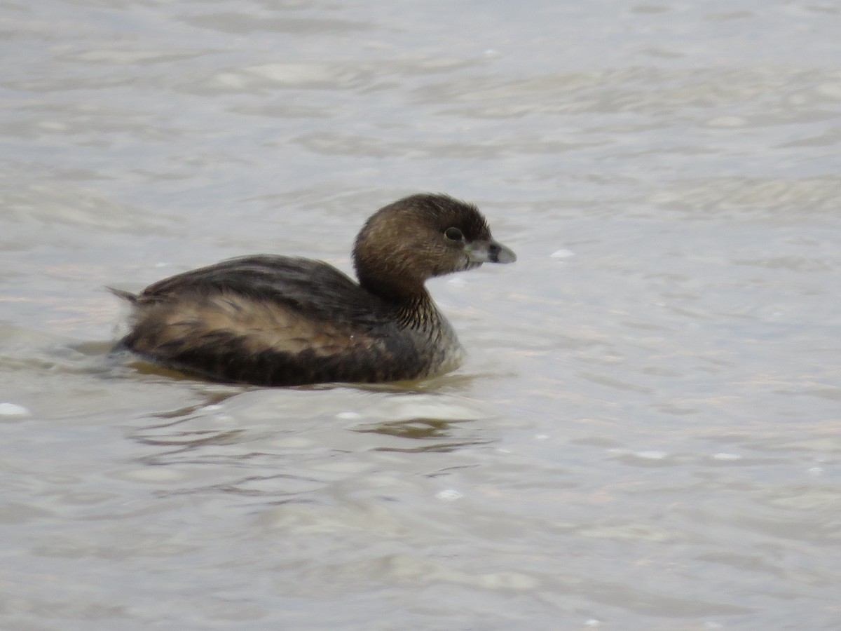 Pied-billed Grebe - ML537232571