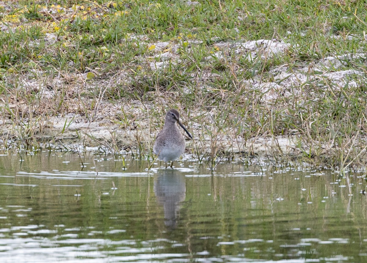Long-billed Dowitcher - ML537233041