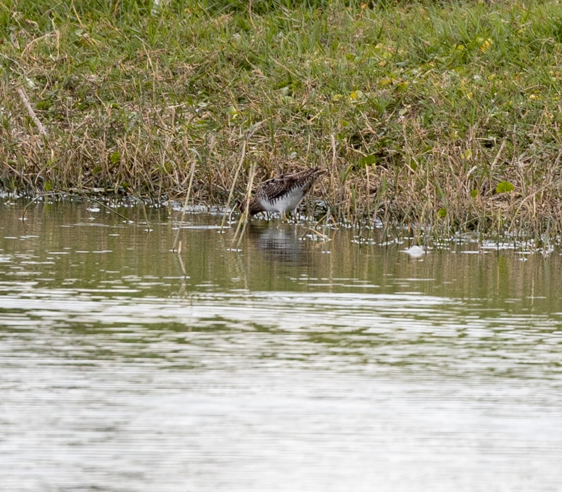 Wilson's Snipe - ML537233081