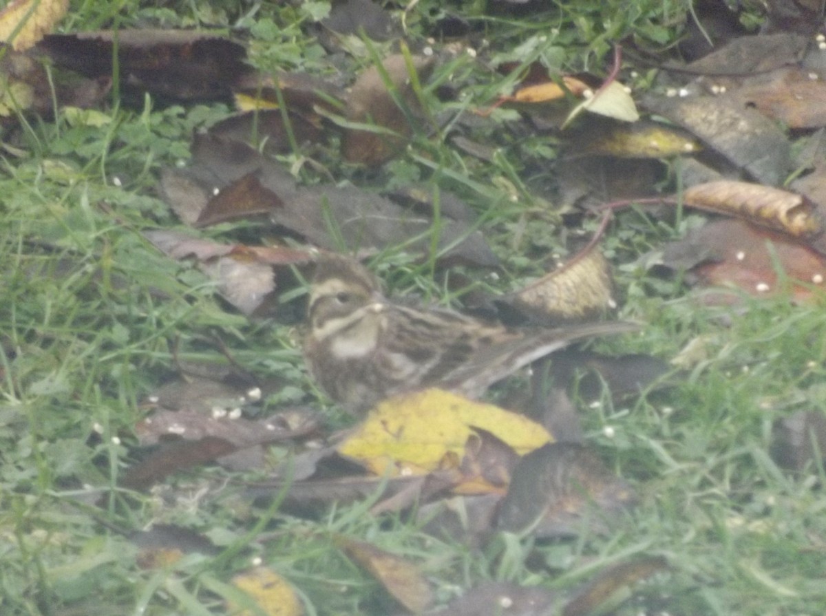 Rustic Bunting - Mary McCafferty