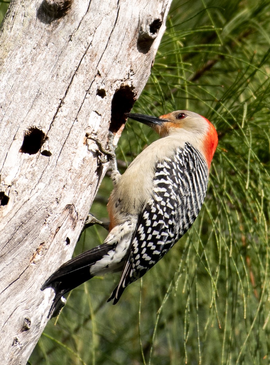 Red-bellied Woodpecker - ML537236001