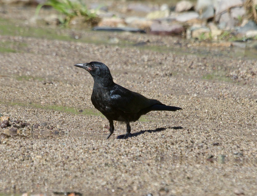 Sinaloa Crow - jeffrey bearce