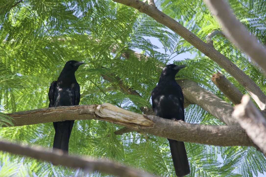 Sinaloa Crow - jeffrey bearce