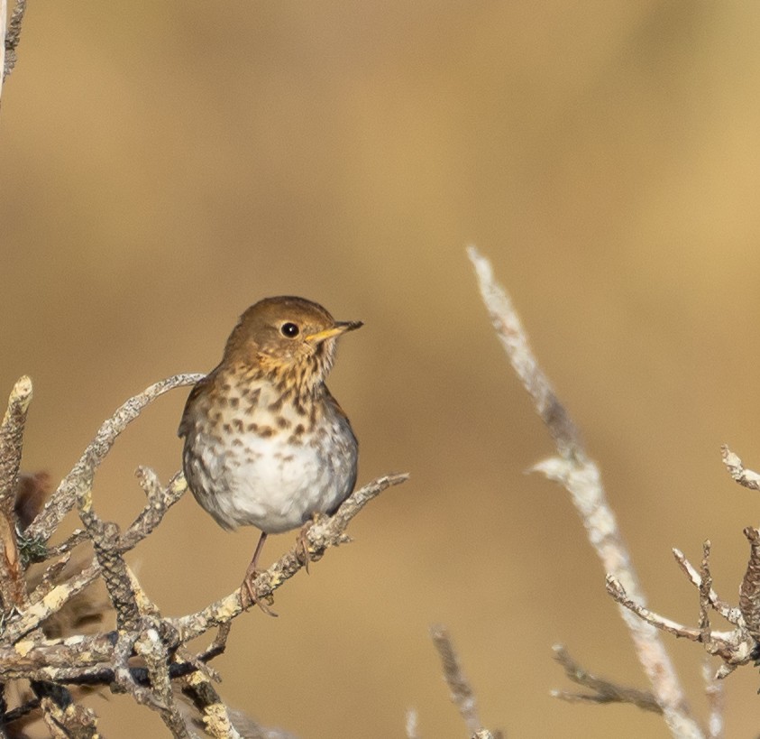 Hermit Thrush - ML537239771