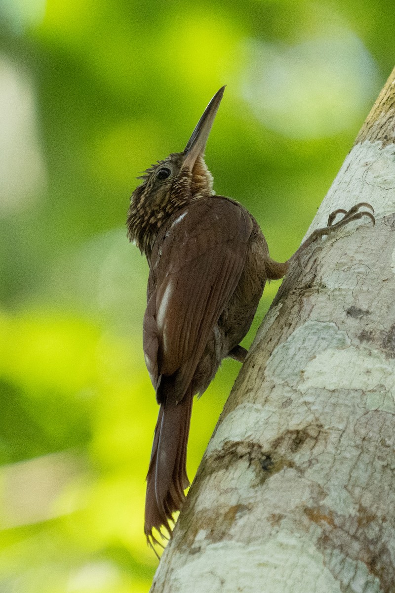 Cocoa Woodcreeper (Lawrence's) - Zoltan Poleretzky