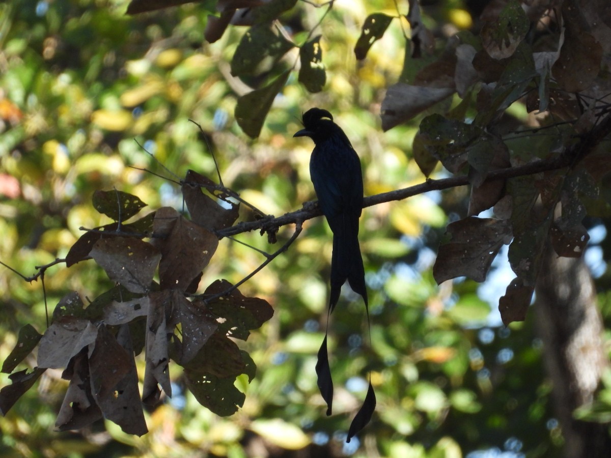 Greater Racket-tailed Drongo - ML537240051