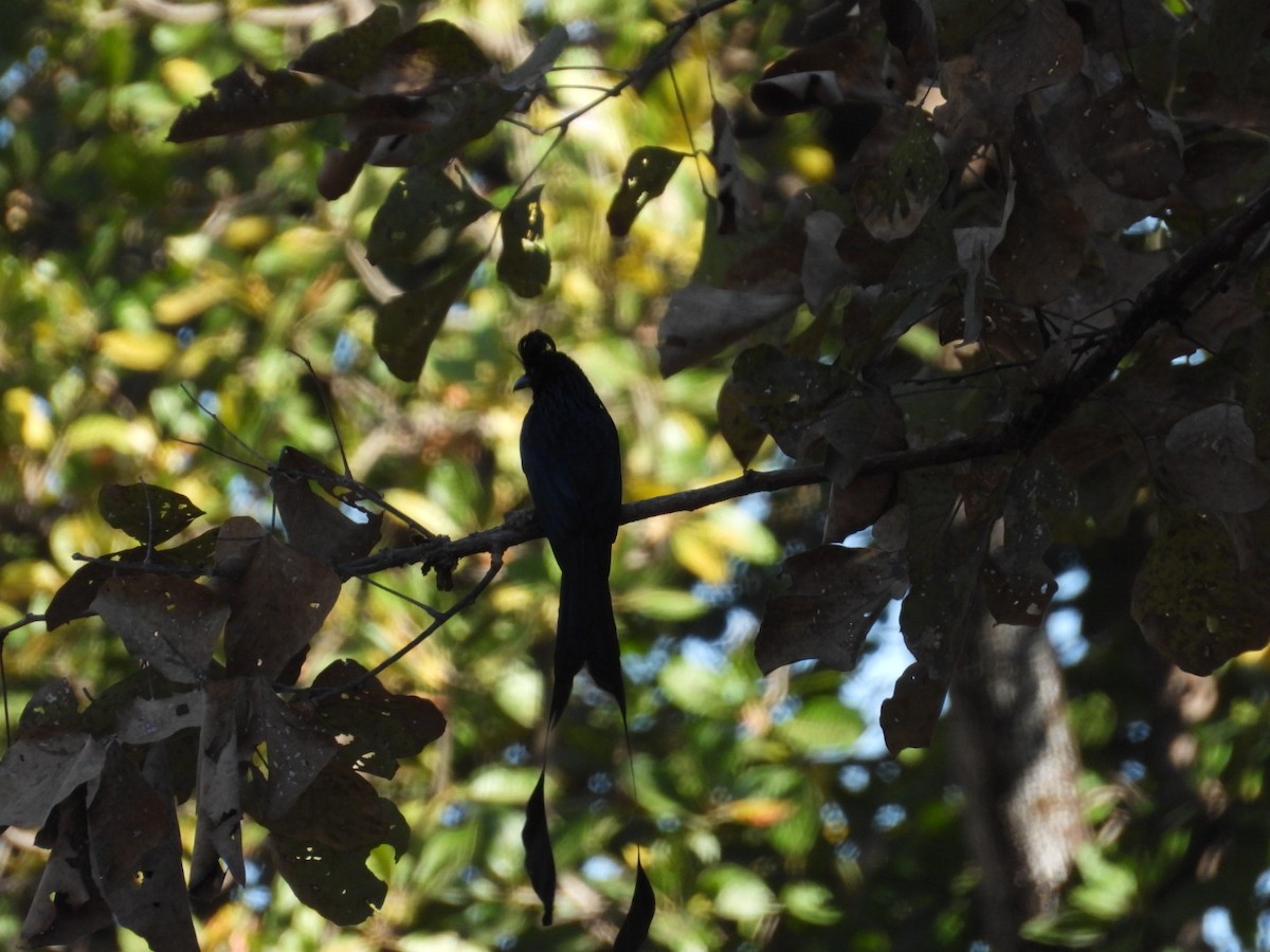 Greater Racket-tailed Drongo - ML537240061