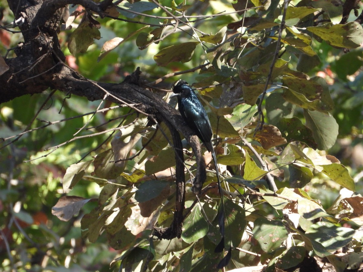 Greater Racket-tailed Drongo - ML537240071