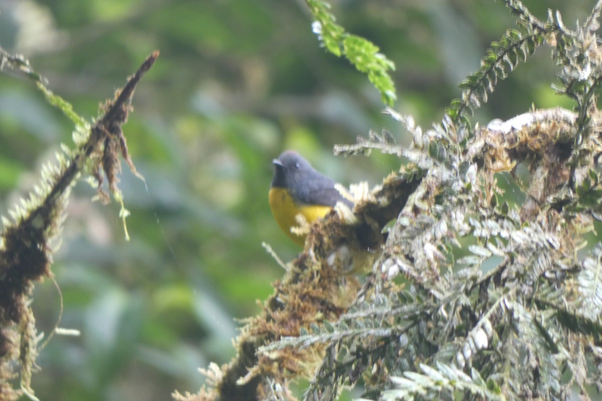 Slate-throated Redstart - ML537240431