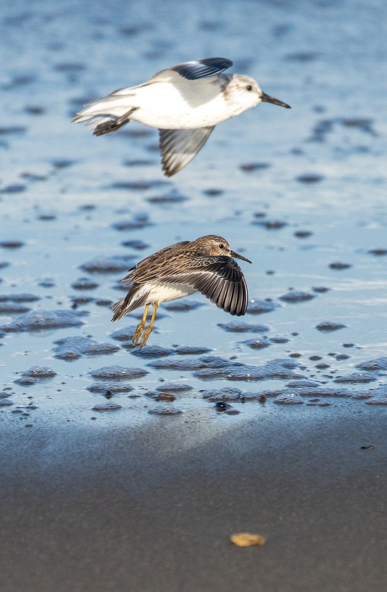 pygmésnipe - ML537240721