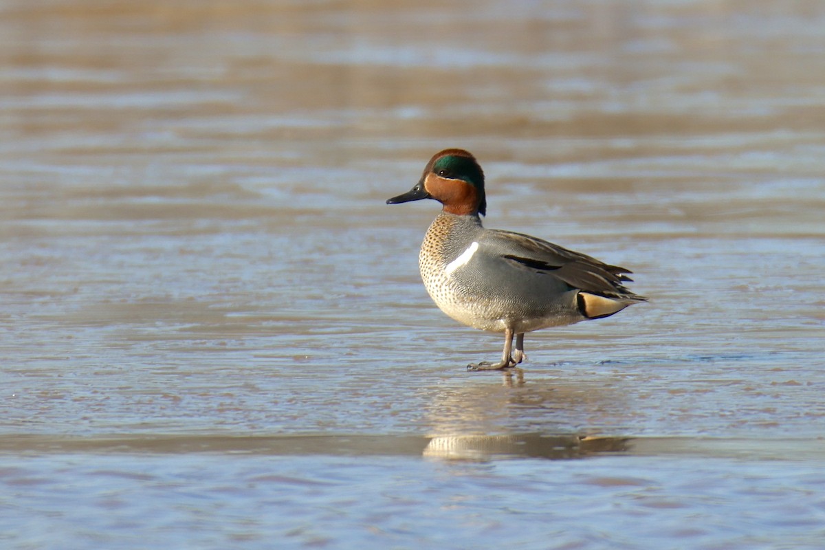 Green-winged Teal - ML537241671