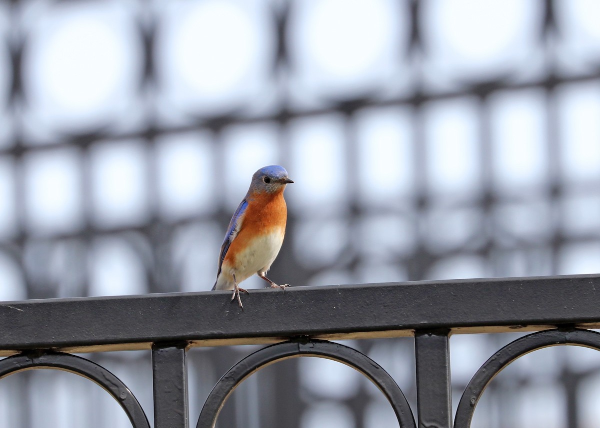 Eastern Bluebird - Noreen Baker