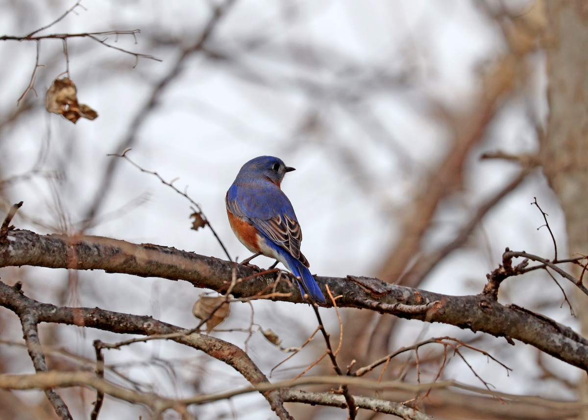 Eastern Bluebird - ML537242461