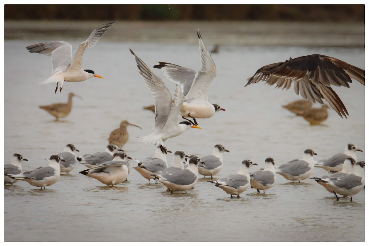 Franklin's Gull - ML537243201